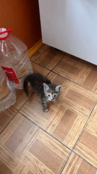 В добрые руки