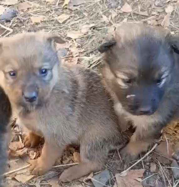 Щенки в добрые руки в Чите фото 6