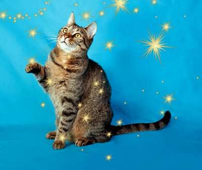 наша крупная Кама в Санкт-Петербурге фото 6