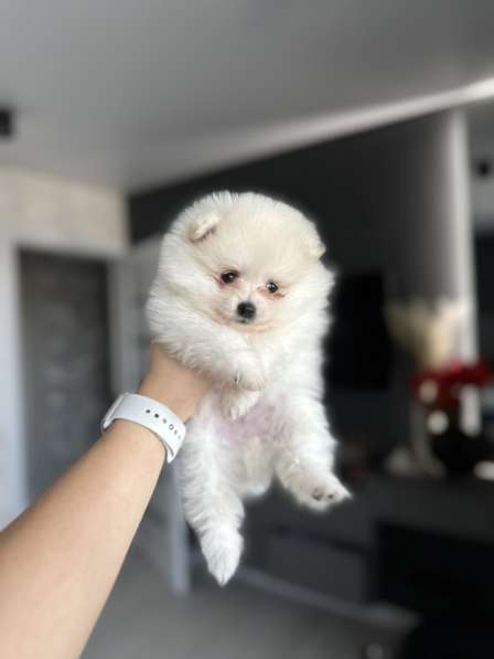 Щенки шпица в фото 8