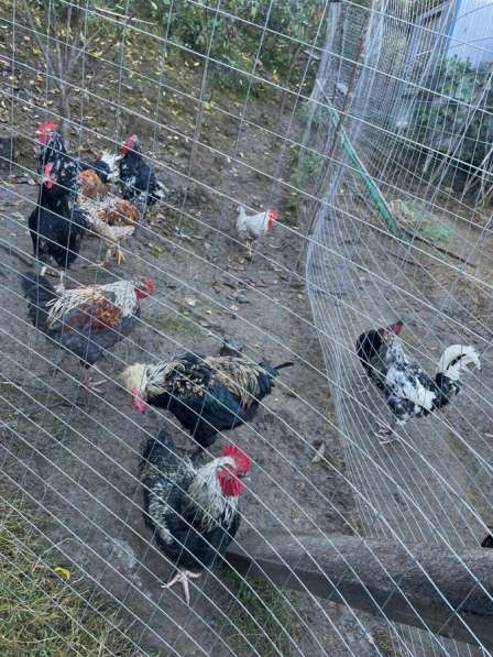 Домашняя птица в Сочи