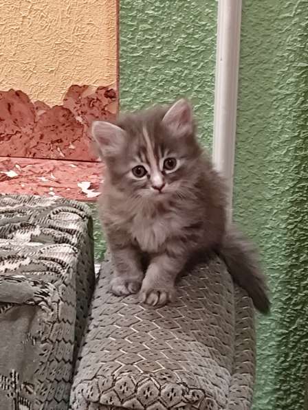 Животные