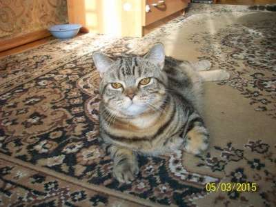 Чистокровный британский котик в Санкт-Петербурге фото 5