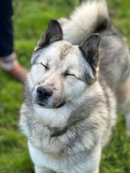 Молодой пёс ждет своего хозяина! в Санкт-Петербурге фото 6