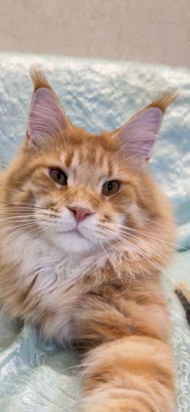 Large Maine Coons в Москве фото 3