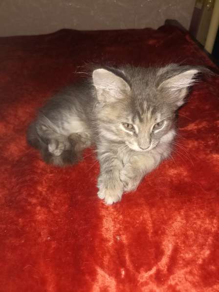 Продам котёнка- мейн-куна, девочку