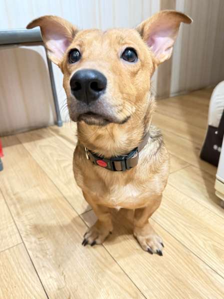 Отдам в добрые руки