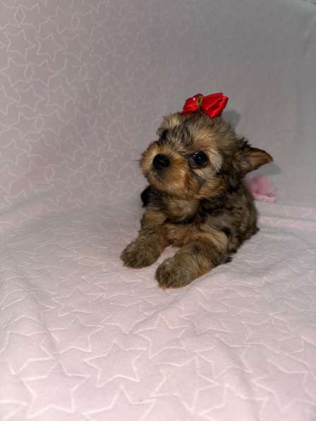 Бивер Йорк щенки