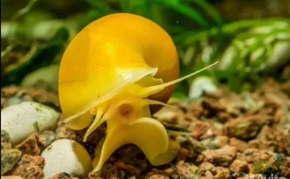 Аквариумные рыбки в Москве фото 6