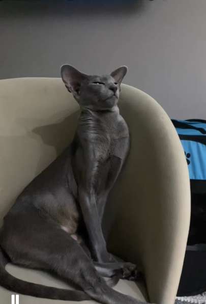 Ориентальная кошечка