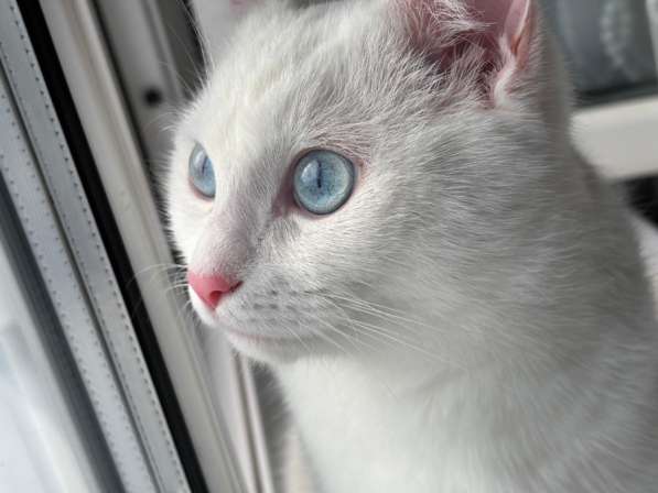 СРОЧНО ищу добрые руки для белоснежного котика в Сургуте