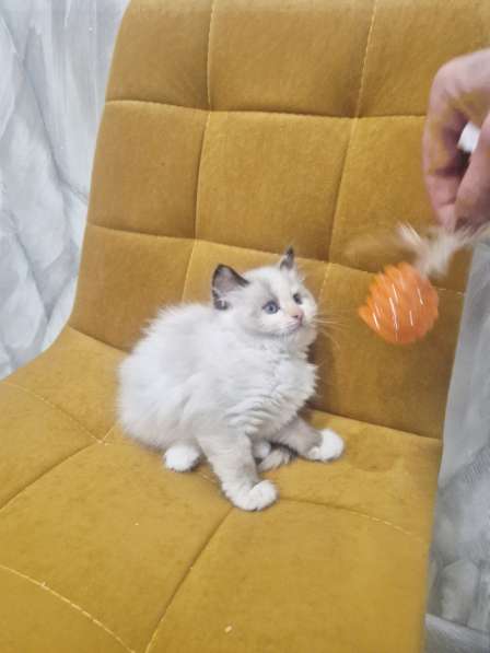 Самый ласковый котик Рэгдолл в Москве фото 6