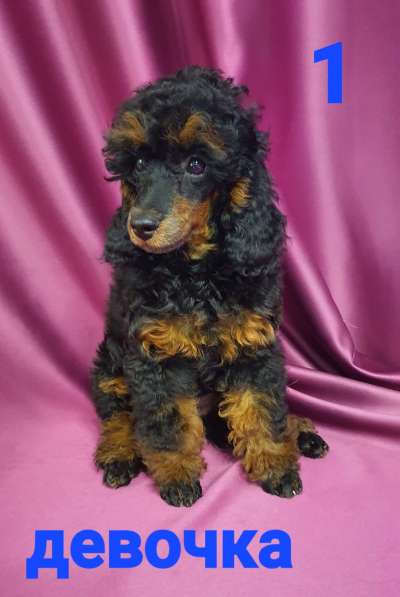 Девчата-пуделята фантом, чёрно-подпалые в Москве фото 10