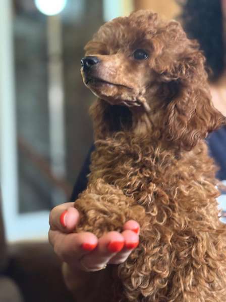 Той пудель в Москве фото 5