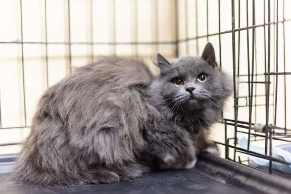 Пушистая красавица Артемида в добрые руки в Москве фото 3