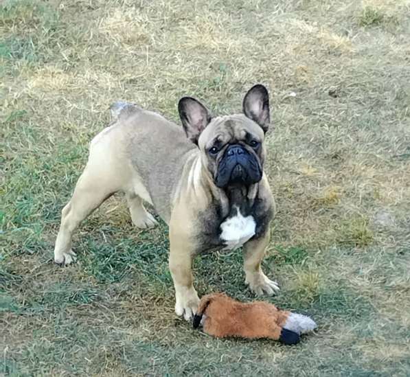 Подрощенная девочка француженка в Москве фото 6