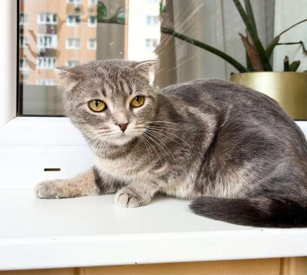 Вислоухая кошечка Энни в добрые руки