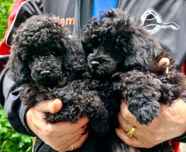 Той пудель черного окраса в Санкт-Петербурге фото 3