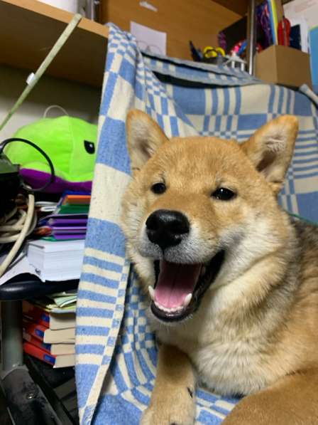 Щенок сиба ину в Москве