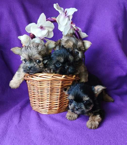 Щенки shorkie в Москве