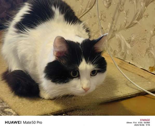 Кот Феликс в добрые руки в Саратове