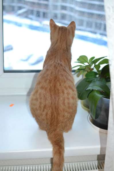 Отдам даром Красавчик Филя ищет дом в Санкт-Петербурге фото 6