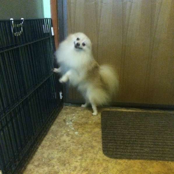 Шпицемальчик собака-улыбака в Москве фото 10