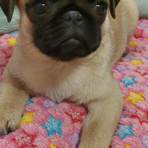 Щенки мопса в Калининграде фото 4