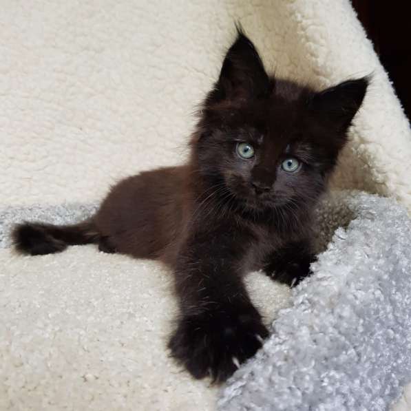 Котёнок мейн-кун в Москве фото 4