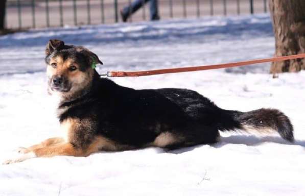 Арчи - умный пёс с непростой судьбой в добрые руки! в Москве фото 11