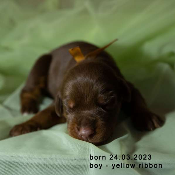 Doberman puppy в фото 19