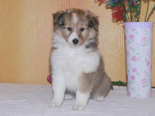 Щенки шелти, кобели. питомник Лаки Смайл Москва