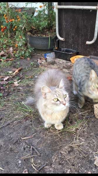 Кошечка ищет дом! в Москве фото 3