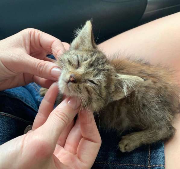 Серый котенок в Краснодаре фото 9