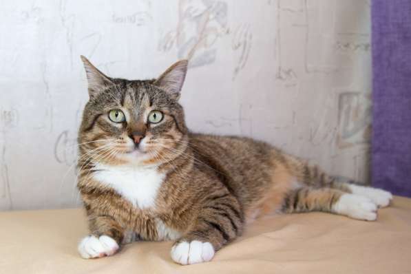 Добрый котик Будда, воплощение домашнего уюта в дар в Москве фото 4