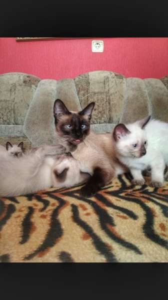 Котята меконгского бобтейла в Ростове-на-Дону фото 9
