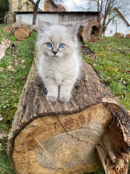 Котята Невские Маскарадные с родословной в фото 3