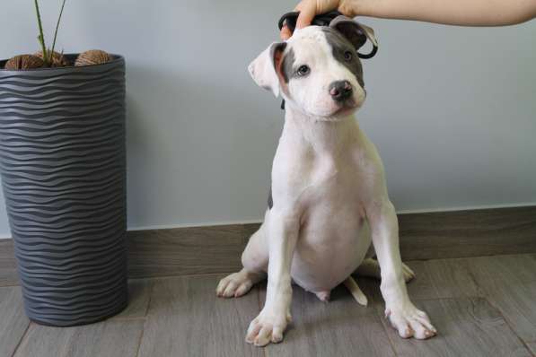 Шикарные щенки Амстаффа от Чемпиона