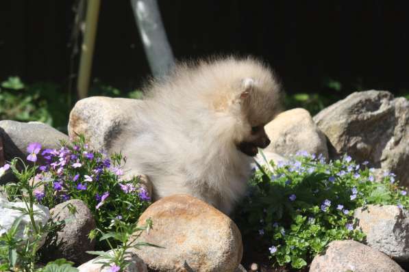 Шпиц в Санкт-Петербурге фото 14