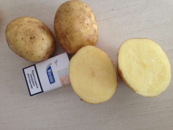 Купим картофель 20 до 5000 тонн в Москве фото 4