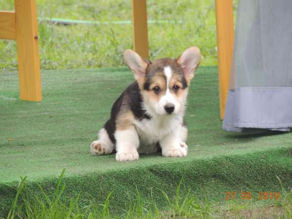 Вельш корги пемброк щенков продаю в Москве фото 12