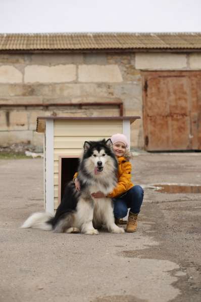 Аренда собаки для фотосессий в Севастополе фото 3