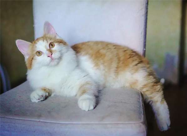 Кошечка Альфа в добрые руки в Москве фото 8