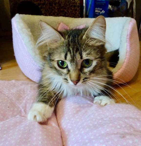 Шикарная пушистая трехцветка Джулия в добрые руки в Москве фото 11