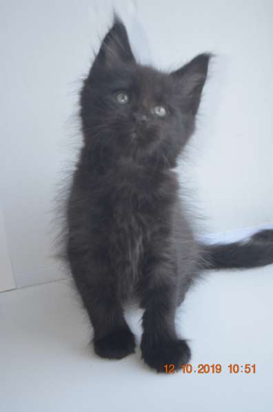 Великолепные котята мейн-кун из питомника в Волгограде фото 224