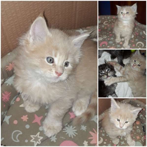 Котята Мейн-кун метисы в Наро-Фоминске фото 33