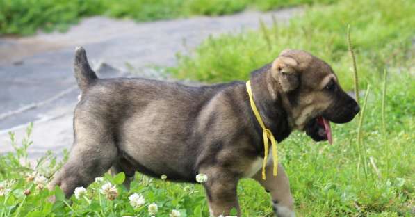 Высокопородные щенки САО (Алабай) в Краснодаре фото 15