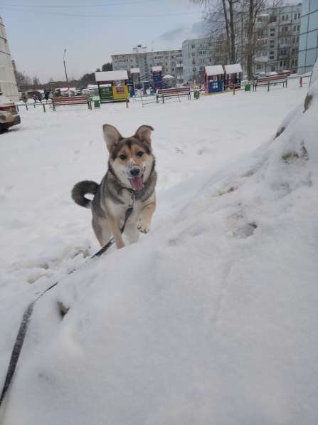 Тася в добрые руки в Ногинске фото 24
