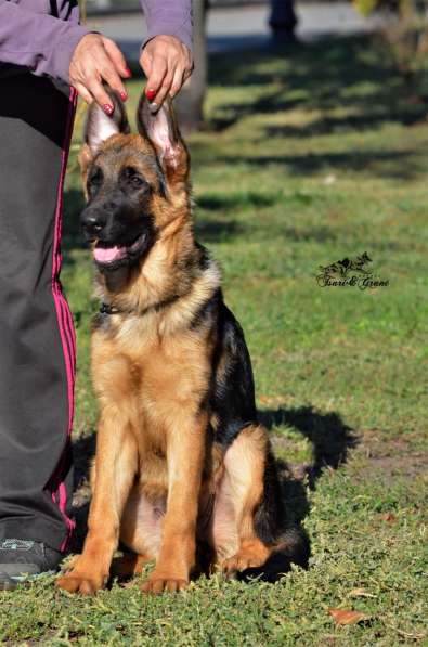 Немецкая овчарка в фото 20