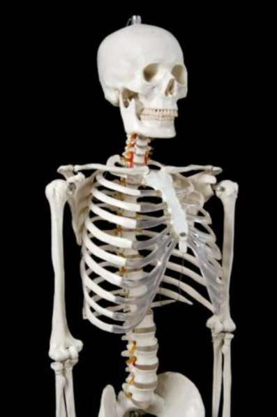 Анатомическая Модель скелета человека 170 см в Москве фото 5